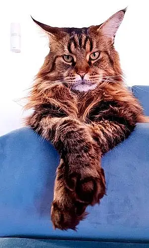 Nom Maine Coon Chat Nila