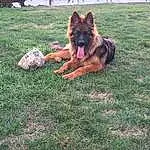 Chien, Berger allemand, Race de chien, Plante, Carnivore, Herbe, Faon, Chien de compagnie, Vieux chien de berger allemand, Herding Dog, King Shepherd, Arbre, Dog Supply, East-european Shepherd, Canidae, Guard Dog, Working Dog, Giant Dog Breed, Non-sporting Group