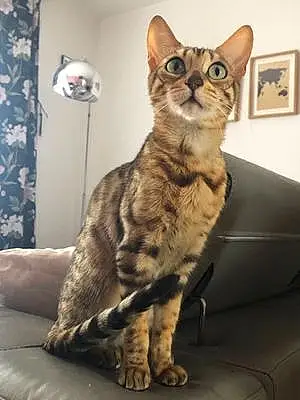 Bengal Chat Ruby