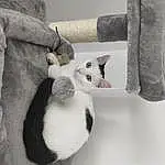 Chat, Felidae, Carnivore, Textile, Small To Medium-sized Cats, Grey, Moustaches, Bois, Plante, Queue, Twig, Arbre, Poil, Stuffed Toy, Comfort, Domestic Short-haired Cat, Hiver, Noir & Blanc, Linens, Patte