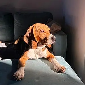 Beagle Chien Woody