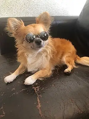 Nom Chihuahua Chien Biggie