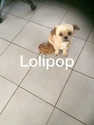 Nom Chien Lollipop