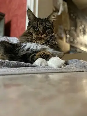 Nom Maine Coon Chat Robby