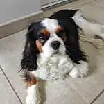 Chien, Carnivore, Cavalier King Charles Spaniel, Race de chien, King Charles Spaniel, Chien de compagnie, Ã‰pagneul, Toy Dog, Museau, Bored, Liver, Door, Queue, Canidae, Poil, Working Dog, Chiots, Working Animal