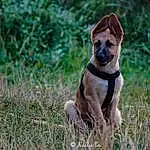Chien, Canidae, Race de chien, Carnivore, Museau, Herbe, Faon, Hunting Dog, Plante