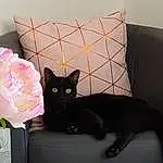 Chat, Chats noirs, Black, Small To Medium-sized Cats, Felidae, Rose, Room, Cushion, Moustaches, Carnivore, Linens, Meubles, Bombay, Pillow, Queue, Chatons, Nightstand, Lighting Accessory