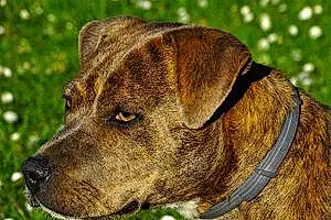 Nom American Staffordshire Terrier Chien Pouky