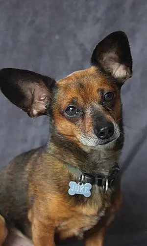 Nom Chihuahua Chien Juke