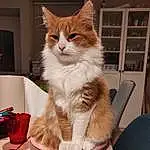 Chat, Felidae, Small To Medium-sized Cats, Carnivore, Moustaches, Queue, Comfort, Poil, Domestic Short-haired Cat, Bag, Patte, Griffe, Luggage And Bags, Bois