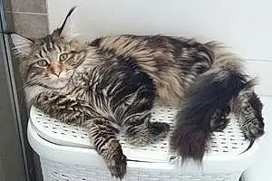 Nom Maine Coon Chat Nessy