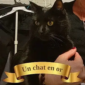 Nom Chartreux Chat Choco