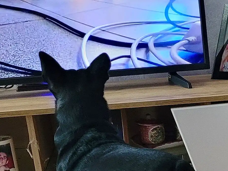 Chien, Output Device, Carnivore, Computer, Working Animal, Chien de compagnie, Television Set, Peripheral, Museau, Race de chien, Display Device, Queue, Room, Computer Monitor, Hardwood, Desk