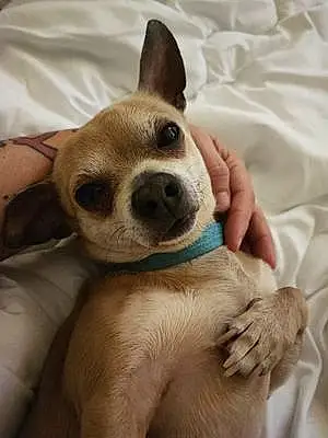 Nom Chihuahua Chien Minus