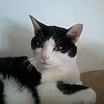 Chat, Small To Medium-sized Cats, Felidae, Moustaches, Carnivore, American Wirehair, Chatons, Domestic Short-haired Cat, Polydactyl Cat, Black-and-white, Chat de l’Egée, Poil, Norvégien, Queue, Patte, Japanese Bobtail