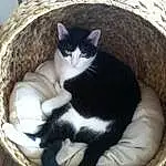 Chat, Small To Medium-sized Cats, Felidae, Cat Bed, Moustaches, Carnivore, Domestic Short-haired Cat, European Shorthair, Chatons, Basket, Animal Shelter, Norvégien, Polydactyl Cat