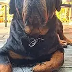 Chien, Race de chien, Carnivore, Collar, Chien de compagnie, Faon, Dog Collar, Museau, Working Animal, Liver, Molosser, Working Dog, Comfort, Giant Dog Breed, Moustaches, Non-sporting Group, Poil, Guard Dog, Wrinkle