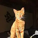 Chat, Felidae, Carnivore, Small To Medium-sized Cats, Oreille, Gesture, Moustaches, Faon, Queue, Museau, Patte, Poil, Griffe, Domestic Short-haired Cat, Fenêtre, Comfort, Foot, Wrist, Bois, Terrestrial Animal