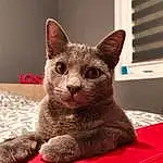 Chat, Felidae, Carnivore, Small To Medium-sized Cats, Moustaches, Grey, Faon, FenÃªtre, Museau, Cat Supply, Comfort, Domestic Short-haired Cat, Poil, Pet Supply, Terrestrial Animal, Home Appliance, Oriental Shorthair