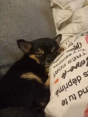Nom Chihuahua Chien Spirou