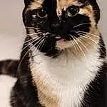 Blanc, Chat, Light, Green, Carnivore, Felidae, Small To Medium-sized Cats, Moustaches, Font, Pet Supply, Légende de la photo, Screenshot, Logo, Poil, Fenêtre, Graphics, Domestic Short-haired Cat, Photography