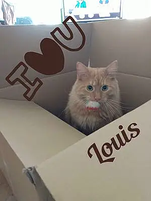 Nom Maine Coon Chat Louis