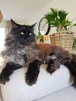 Nom Maine Coon Chat Muse