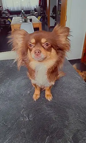Nom Chihuahua Chien Lylo