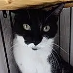Chat, Moustaches, Small To Medium-sized Cats, Felidae, Black-and-white, Carnivore, Yeux, Museau, Domestic Short-haired Cat, Chats noirs, Poil, European Shorthair, Polydactyl Cat, Chatons, Ojos Azules, Fenêtre, Oreille, Asiatique