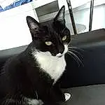Chat, Small To Medium-sized Cats, Felidae, Moustaches, Chats noirs, Carnivore, Domestic Short-haired Cat, Black-and-white, Chatons, Museau, Polydactyl Cat, Poil, Chat de l’Egée, European Shorthair, Queue, Asiatique
