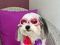 Lunettes, Chien, Vision Care, Sunglasses, Dog Supply, Race de chien, Carnivore, Rose, Eyewear, Chien de compagnie, Museau, Toy Dog, Magenta, Goggles, Dog Clothes, Poil, Personal Protective Equipment, Fashion Accessory, Petal