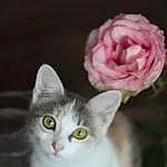Fleur, Chat, Felidae, Carnivore, Plante, Moustaches, Iris, Small To Medium-sized Cats, Museau, Petal, Domestic Short-haired Cat, Poil, Artificial Flower, Rose, Rose Order, Flower Arranging, Rose Family, Queue, Cut Flowers, Patte