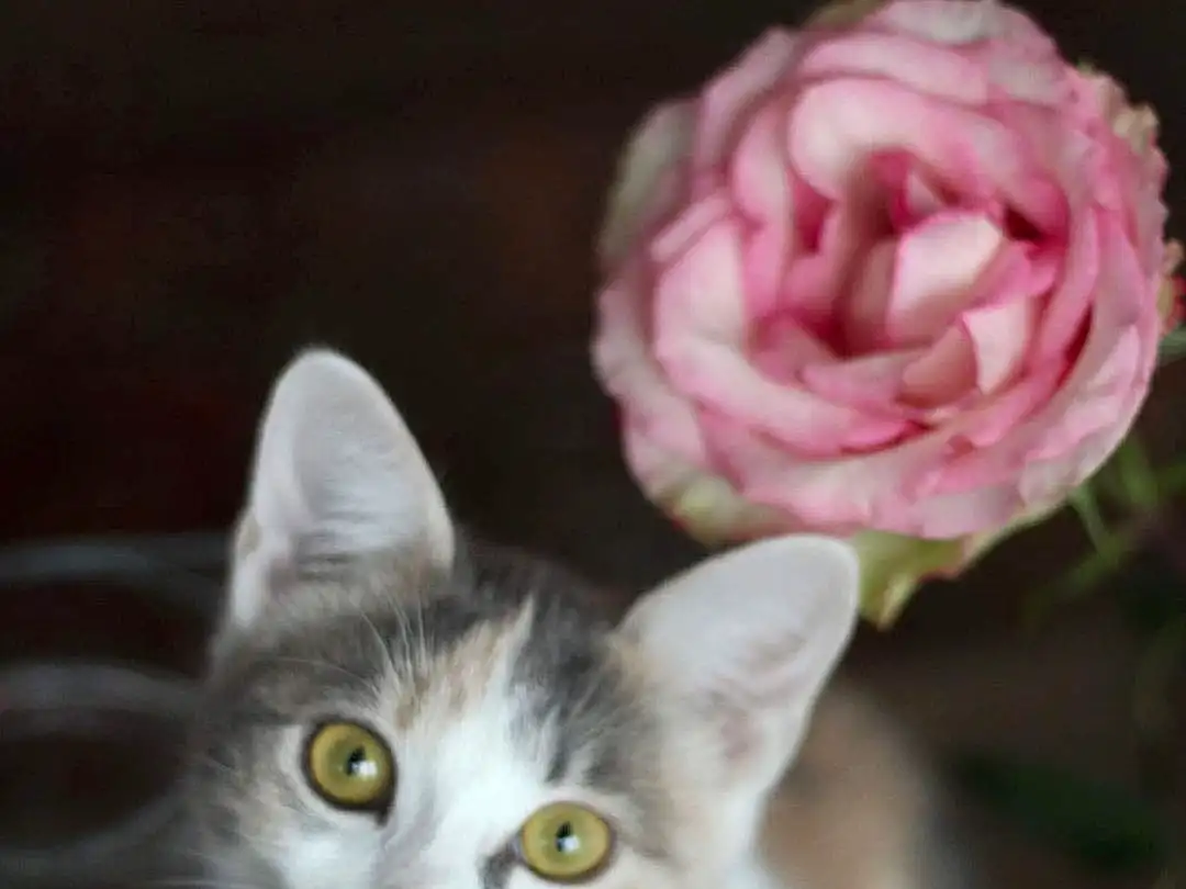 Fleur, Chat, Felidae, Carnivore, Plante, Moustaches, Iris, Small To Medium-sized Cats, Museau, Petal, Domestic Short-haired Cat, Poil, Artificial Flower, Rose, Rose Order, Flower Arranging, Rose Family, Queue, Cut Flowers, Patte