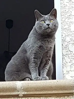 Nom Chartreux Chat Goldy