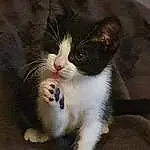 Chat, Small To Medium-sized Cats, Moustaches, Felidae, Carnivore, Domestic Short-haired Cat, Chatons, Museau, Polydactyl Cat, American Wirehair, Chat de lâ€™EgÃ©e, Patte, Domestic Long-haired Cat, Ragamuffin