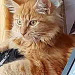 Chat, Small To Medium-sized Cats, Moustaches, Felidae, Domestic Long-haired Cat, Carnivore, NorvÃ©gien, Maine Coon, Asian Semi-longhair, SibÃ©rien, British Semi-longhair, Ragamuffin, British Longhair, Chatons, Cymric, Faon, Poil, Asiatique
