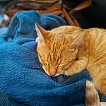 Chat, Small To Medium-sized Cats, Felidae, Moustaches, Carnivore, Chat tigrÃ©, Sieste, Poil, European Shorthair, Chatons, Sleep, Domestic Short-haired Cat, Comfort, German Rex, Faon, Asiatique