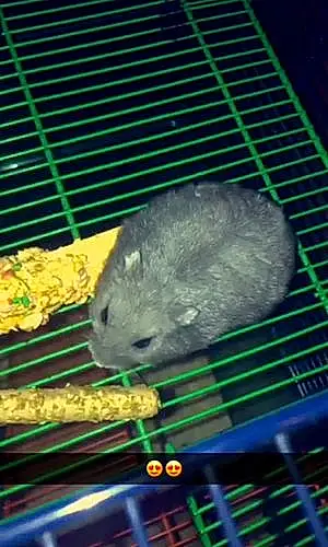 Hamster Russe Oréo