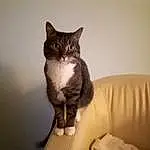 Chat, Carnivore, Felidae, Comfort, Grey, Small To Medium-sized Cats, Moustaches, Bois, Couch, Queue, Museau, Poil, Domestic Short-haired Cat, Room, Stairs, FenÃªtre, Assis
