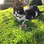 Chat, Plante, Felidae, Carnivore, Herbe, Small To Medium-sized Cats, Moustaches, Groundcover, Museau, Grassland, Queue, Pelouse, Shrub, Terrestrial Animal, People In Nature, Arbre, Herbaceous Plant, Landscape, Poil