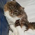 Chat, Yeux, Carnivore, Felidae, Small To Medium-sized Cats, Moustaches, Museau, Poil, Patte, Griffe, Terrestrial Animal, Queue, Domestic Short-haired Cat, Maine Coon, Assis