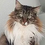 Chat, Felidae, Carnivore, Small To Medium-sized Cats, Moustaches, Museau, Queue, Maine Coon, Poil, Griffe, Patte, Domestic Short-haired Cat, Comfort, Terrestrial Animal, British Longhair, SibÃ©rien
