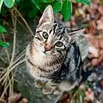 Chat, Small To Medium-sized Cats, Moustaches, Felidae, Chat tigrÃ©, Chat sauvage, European Shorthair, Dragon Li, Domestic Short-haired Cat, Asiatique, Carnivore, Pixie-bob, American Shorthair, Terrestrial Animal, Museau, Sokoke, Arbre, Rusty-spotted Cat, Chatons