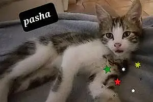 Nom Chat Pasha
