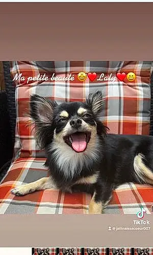 Nom Chihuahua Chien Laly