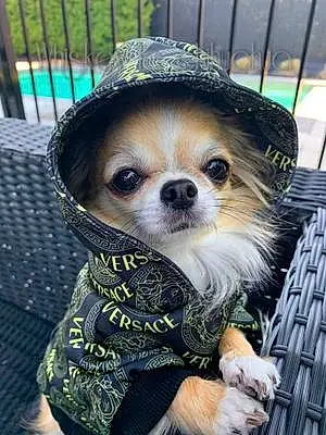 Nom Chihuahua Chien Paillette