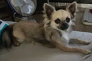 Nom Chihuahua Chien Tom