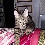 Chat, Comfort, Door, Felidae, Carnivore, Small To Medium-sized Cats, Moustaches, Museau, Cat Supply, Poil, Domestic Short-haired Cat, Assis, Couch, Linens, Room, Terrestrial Animal, Patte, Bed, Griffe