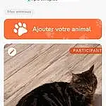 Chat, Felidae, Carnivore, Moustaches, Small To Medium-sized Cats, Bois, Font, Museau, Queue, Poil, Légende de la photo, Cat Supply, Screenshot, Soil, Domestic Short-haired Cat, Hardwood, Advertising, Brand, Logo