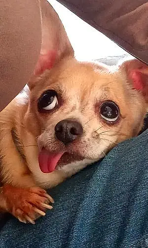 Nom Chihuahua Chien Poupée